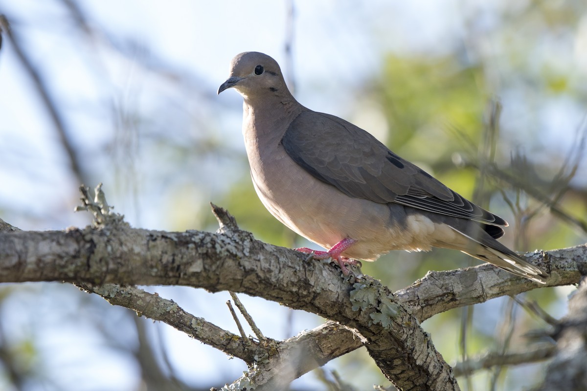 Eared Dove - ML230791861