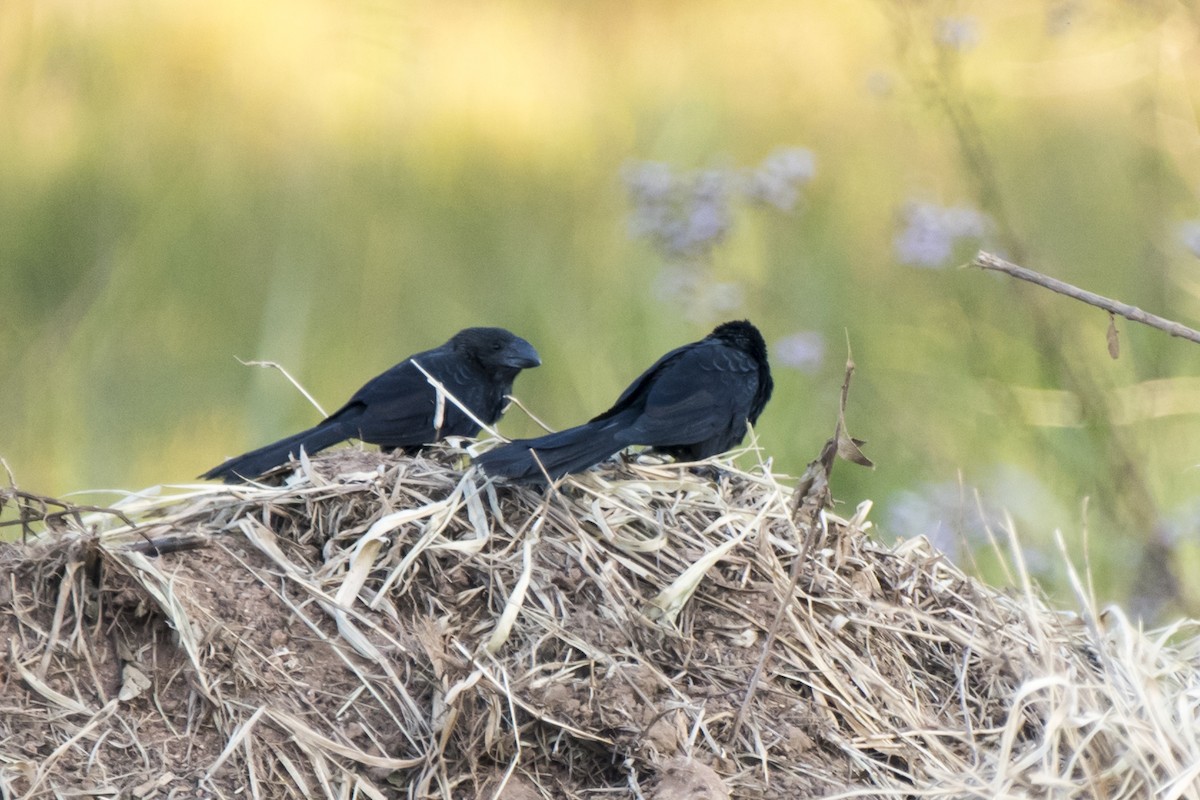 Smooth-billed Ani - ML230792521