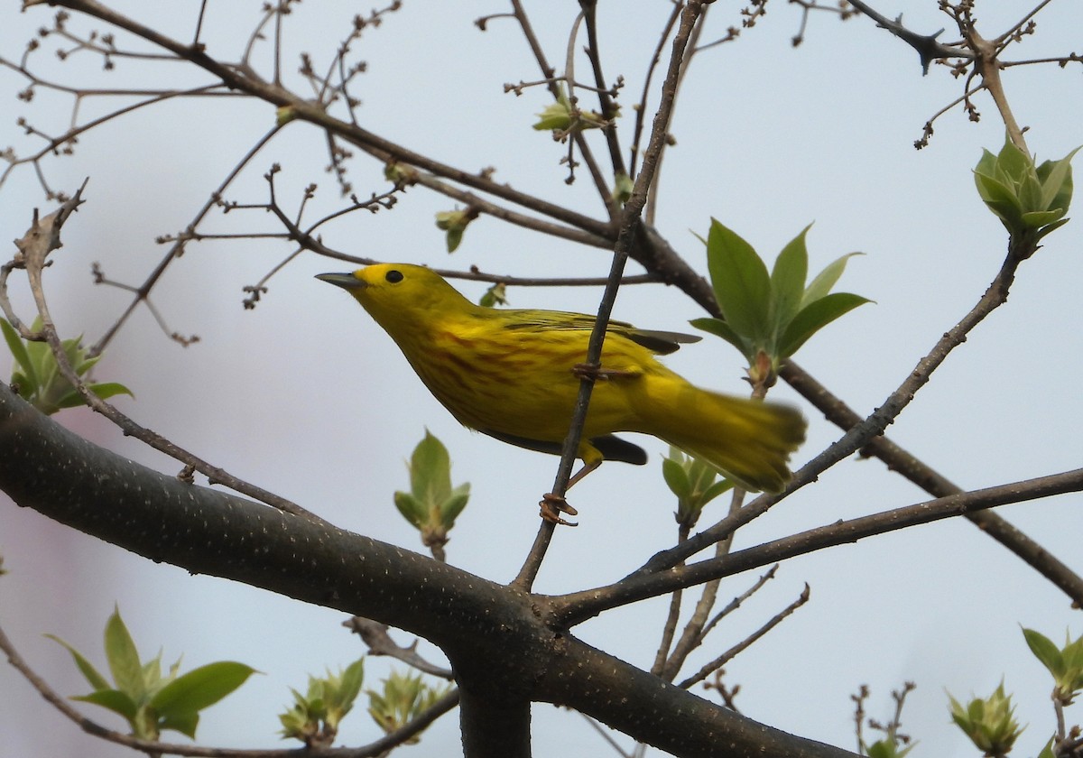 Yellow Warbler - ML230793641