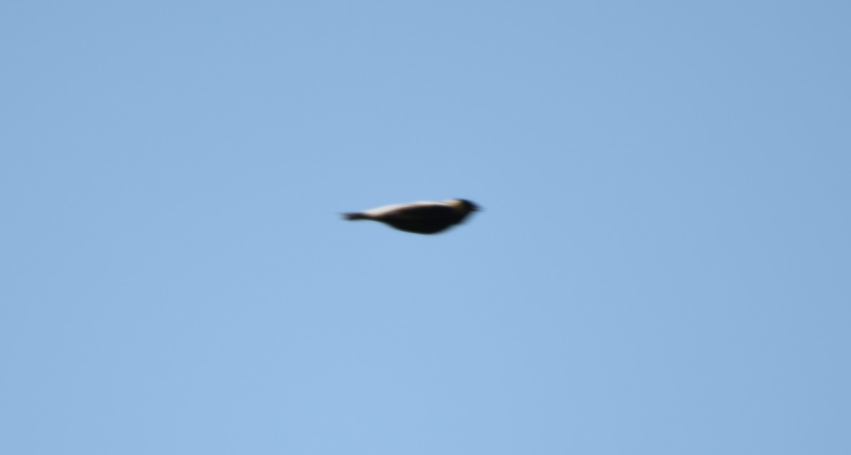 Bobolink - ML230794201