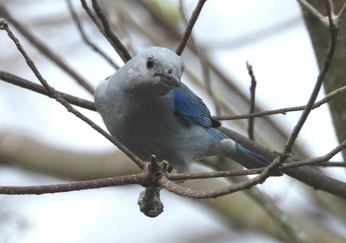 Blue-gray Tanager - Francisco Rovelo