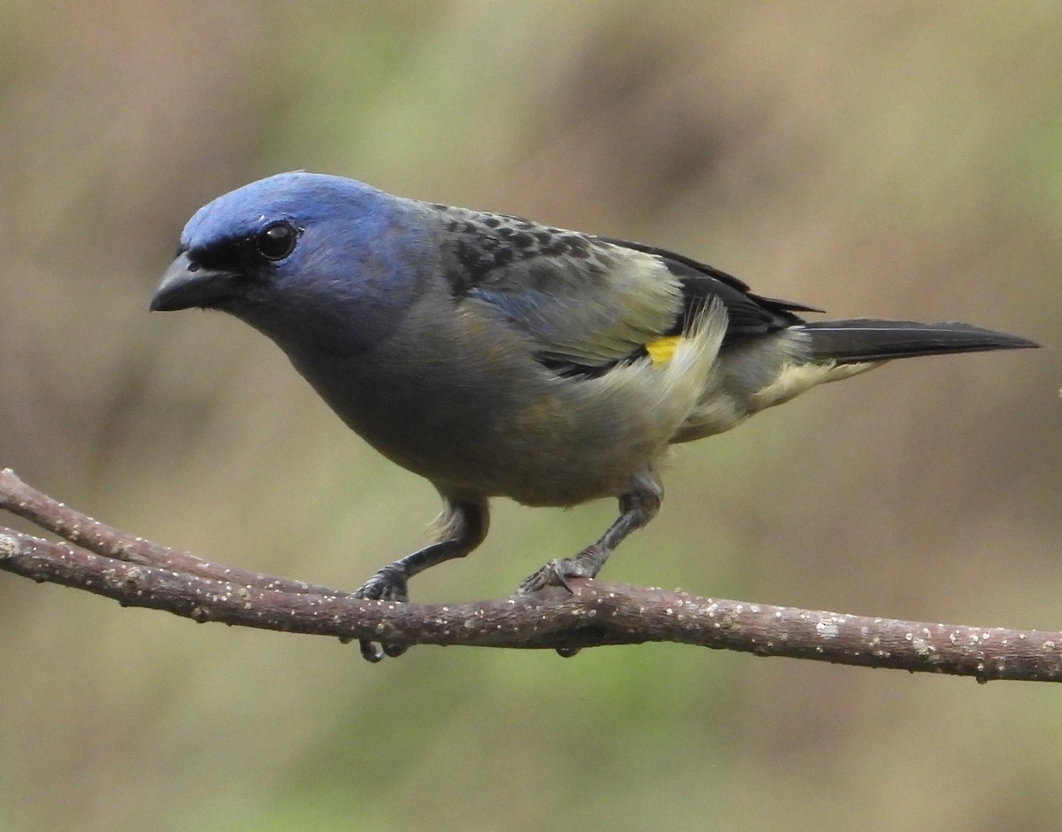 Yellow-winged Tanager - Francisco Rovelo