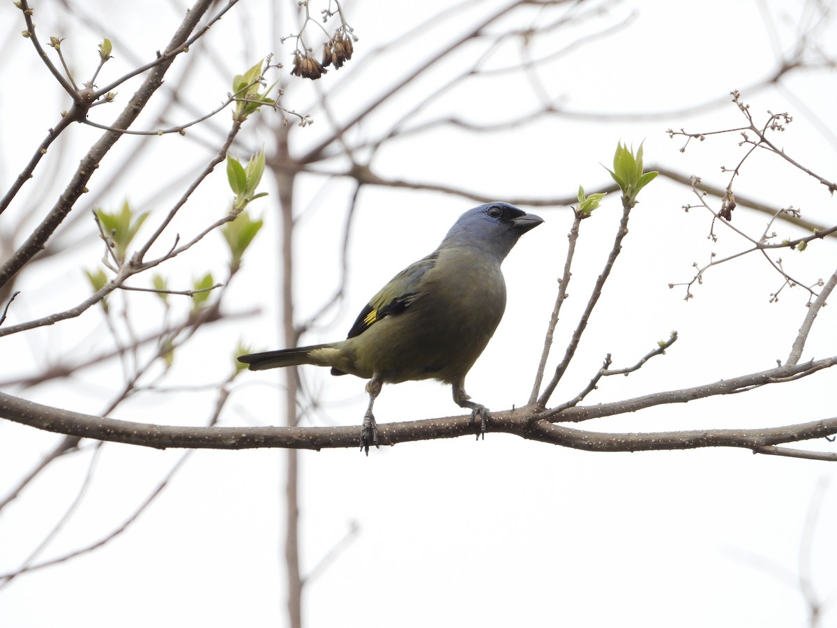 Yellow-winged Tanager - ML230795381