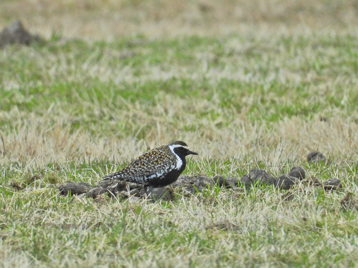 Pacific Golden-Plover - ML230795561