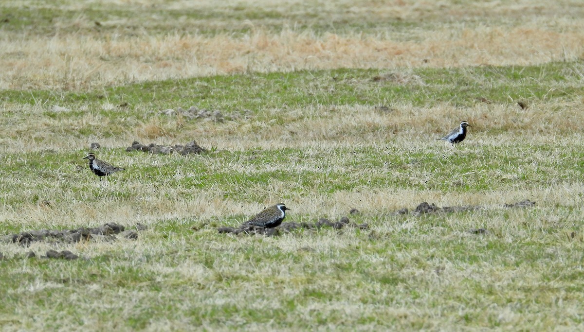 Pacific Golden-Plover - ML230795781