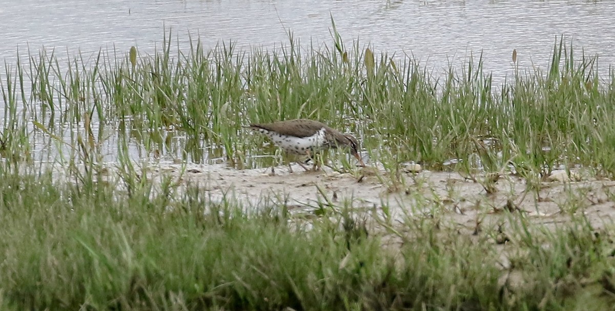 Spotted Sandpiper - ML230795961