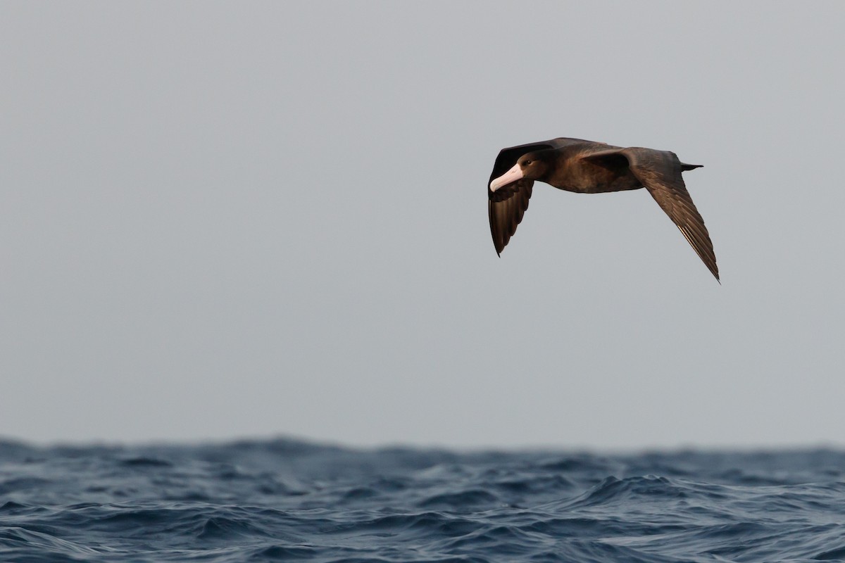 albatros bělohřbetý - ML230795991