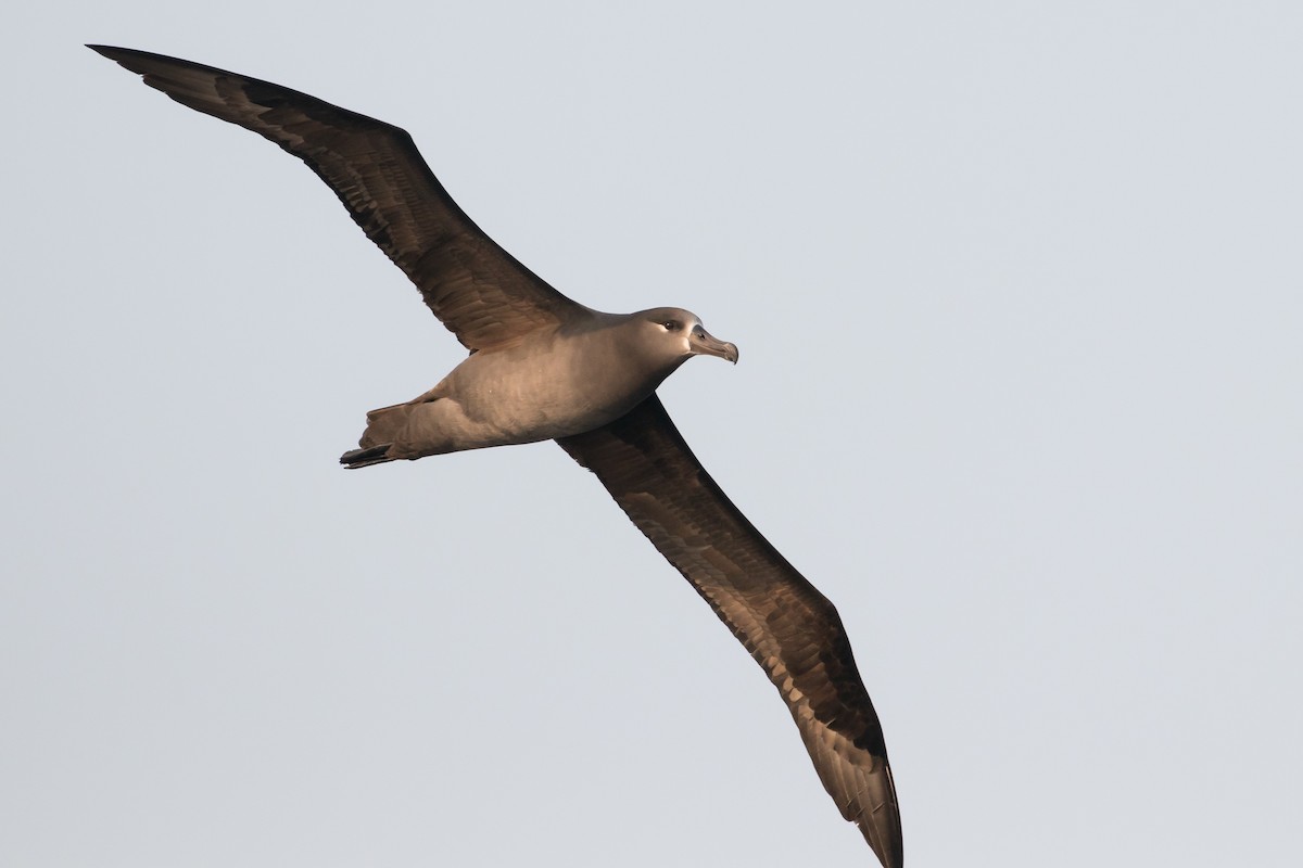 Черноногий альбатрос - ML230797161