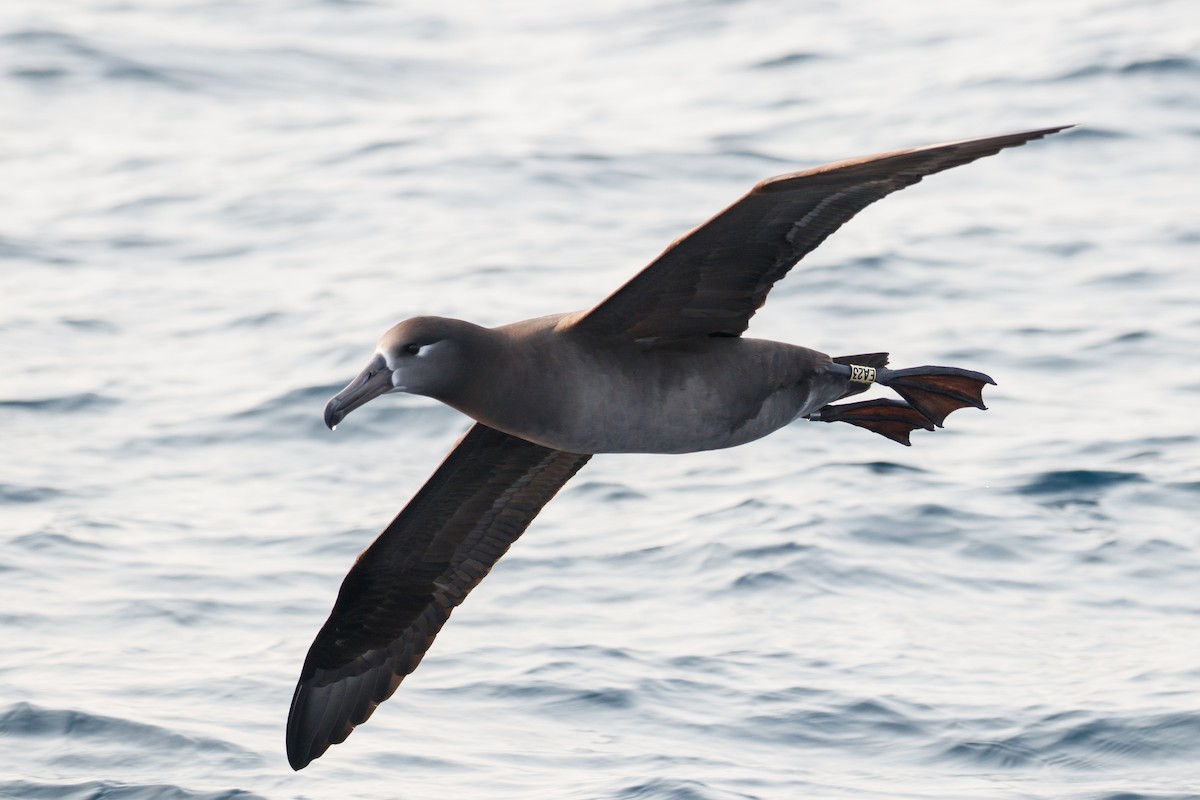 Albatros à pieds noirs - ML230797241