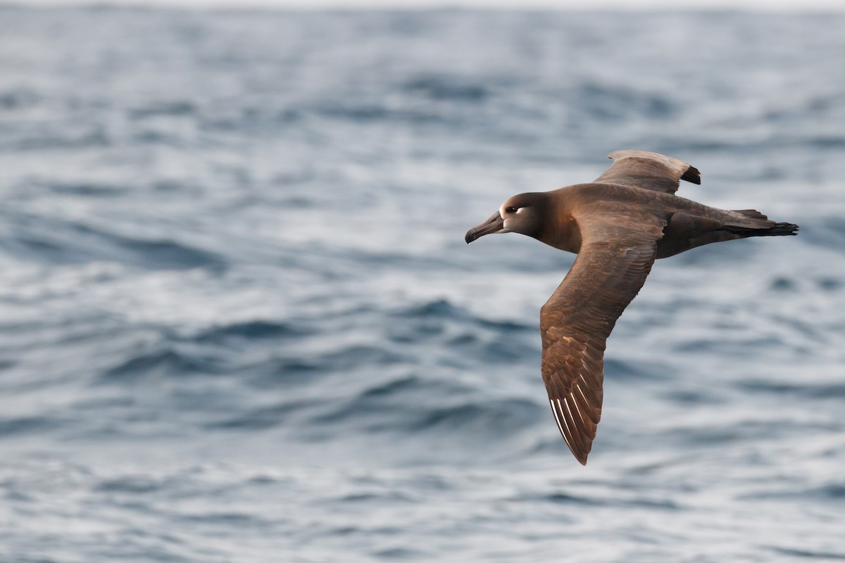 Albatros à pieds noirs - ML230797271