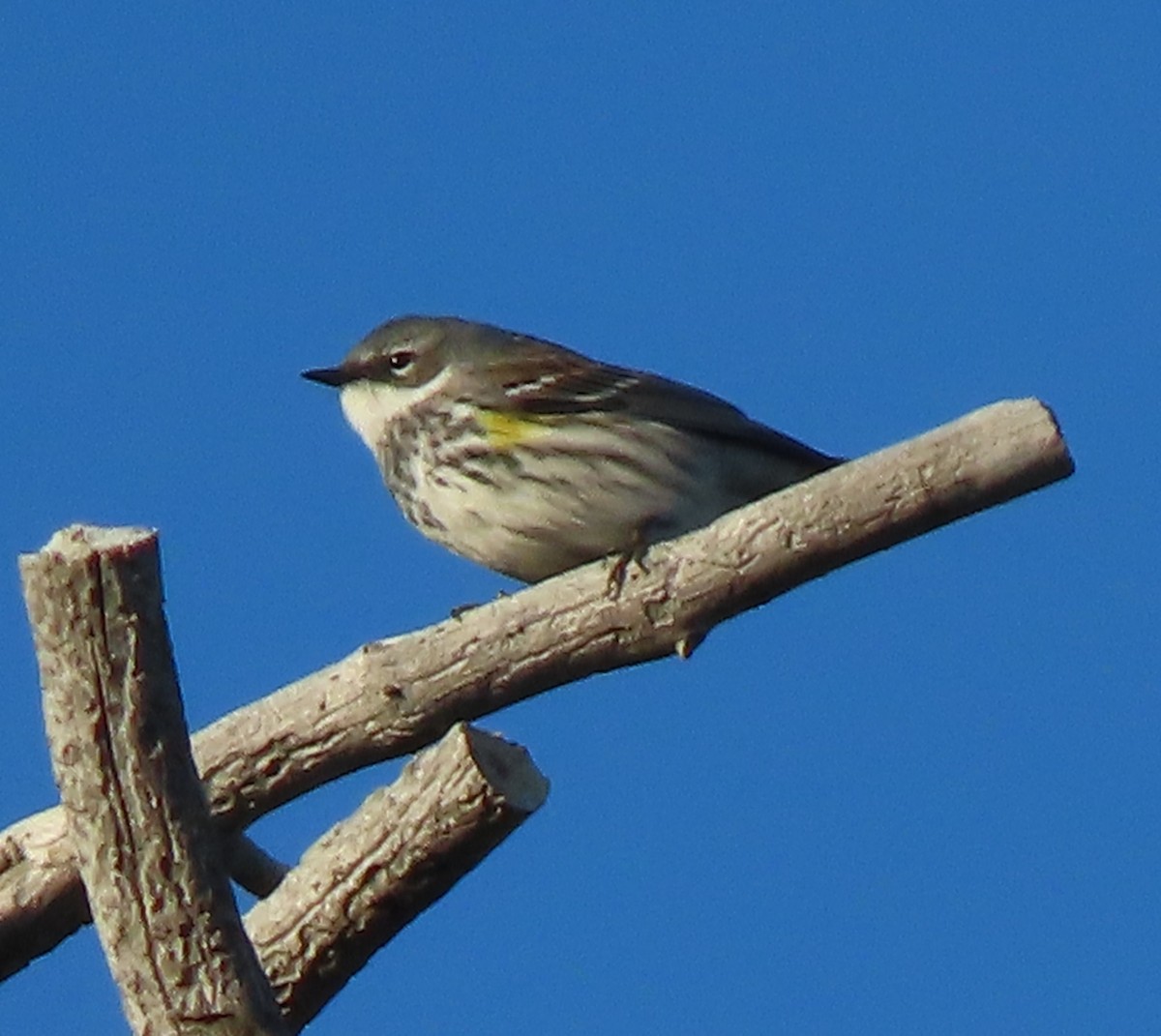 Yellow-rumped Warbler (Myrtle) - Jan Thom