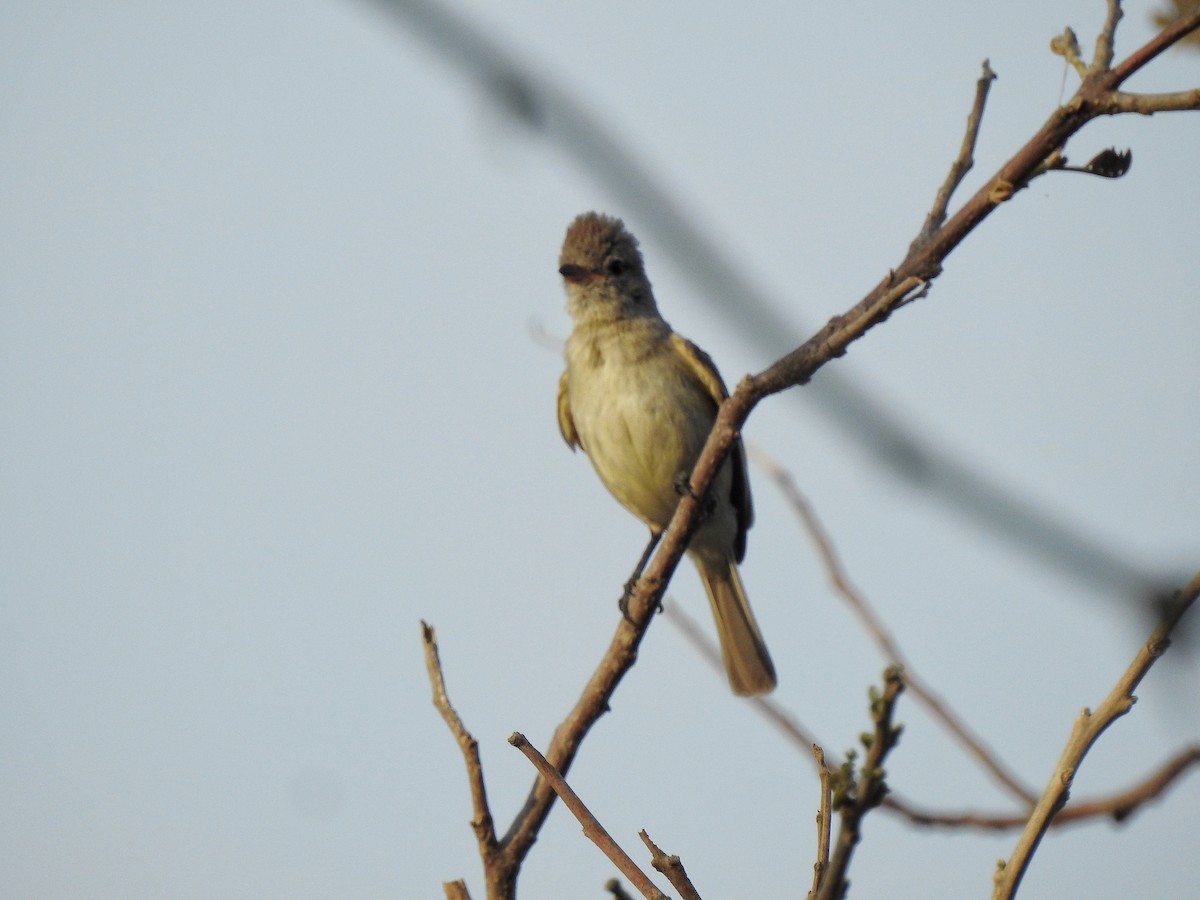 Northern Beardless-Tyrannulet - ML230798531