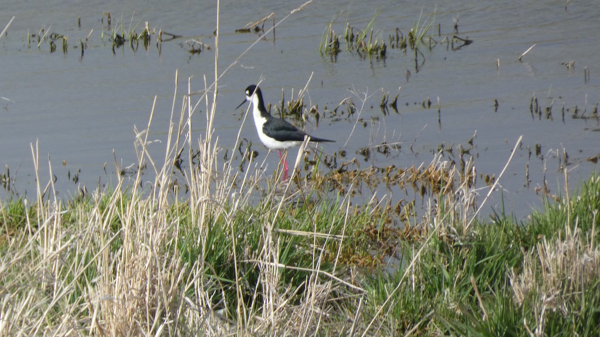 Black-necked Stilt - ML230799231