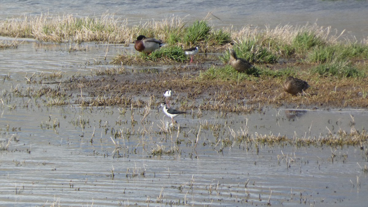 Black-necked Stilt - ML230799241