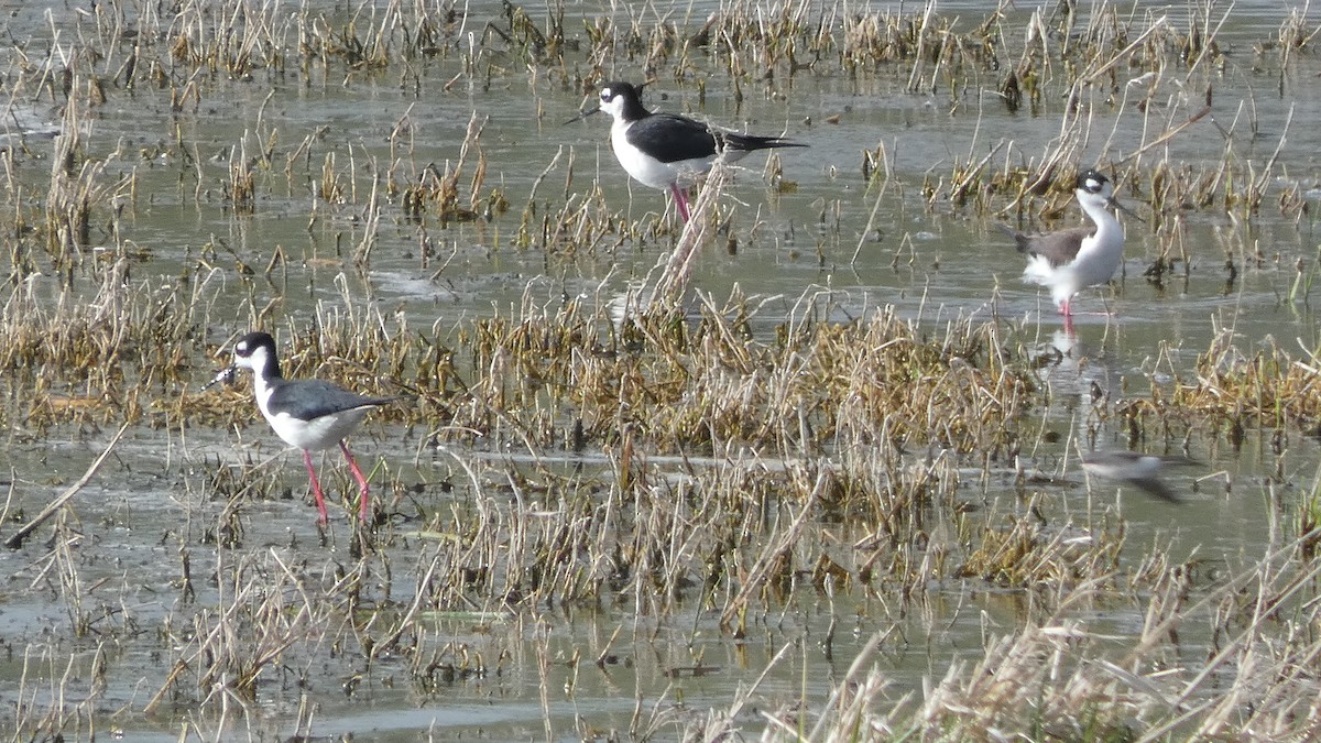 Black-necked Stilt - ML230799251