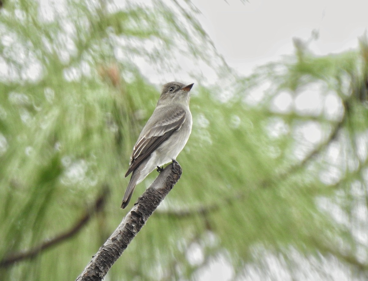 Western Wood-Pewee - Anonymous