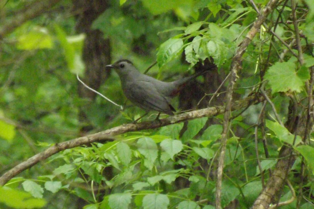 Gray Catbird - ML230799461