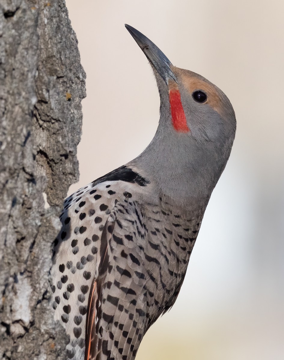 Northern Flicker - Steve Wickliffe