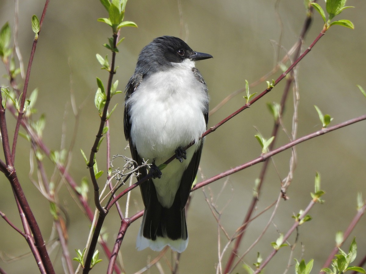 Eastern Kingbird - ML230800161