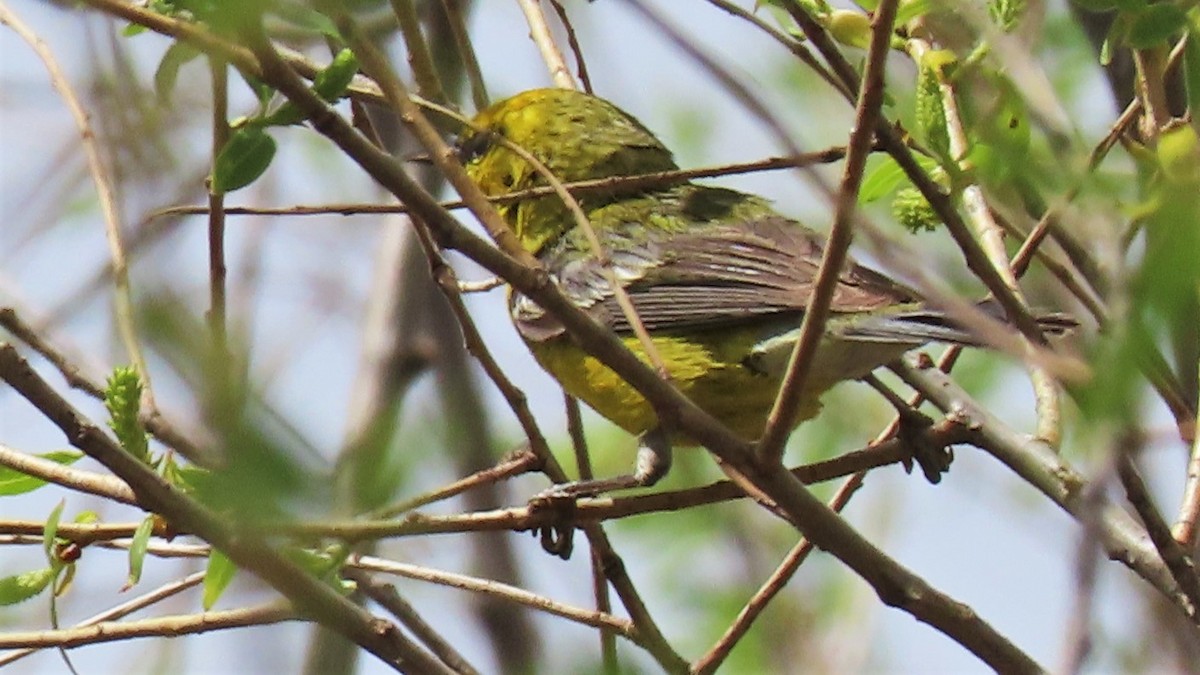 Blue-winged Warbler - ML230801011