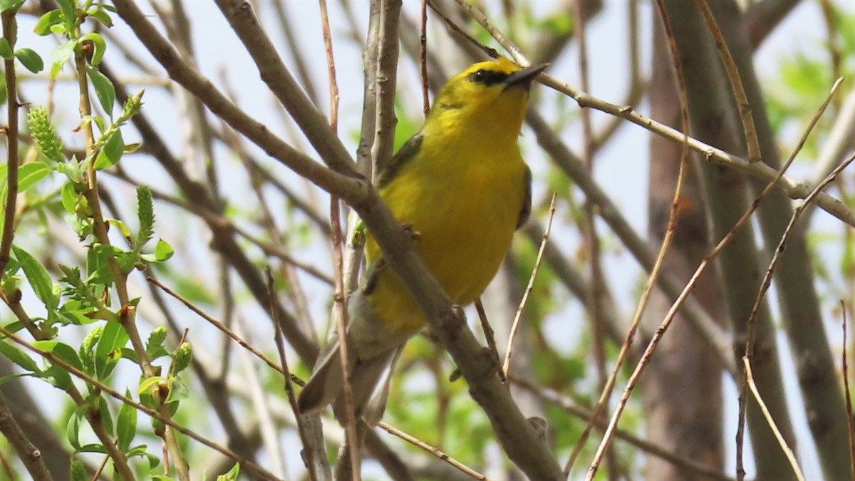 Blue-winged Warbler - ML230801081