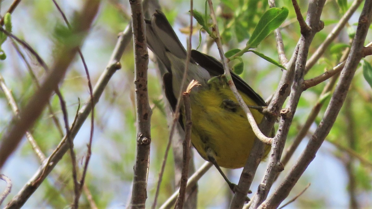 Blue-winged Warbler - ML230801111