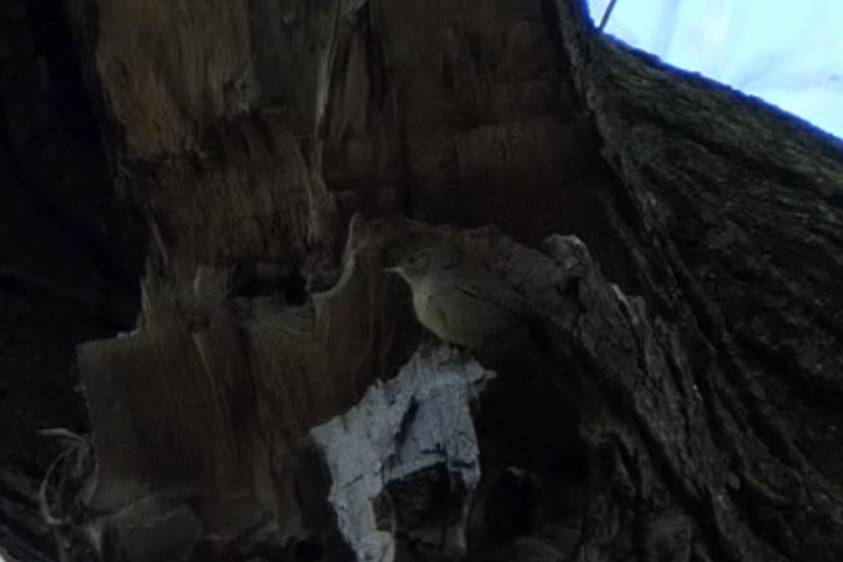 Northern House Wren - ML230803761