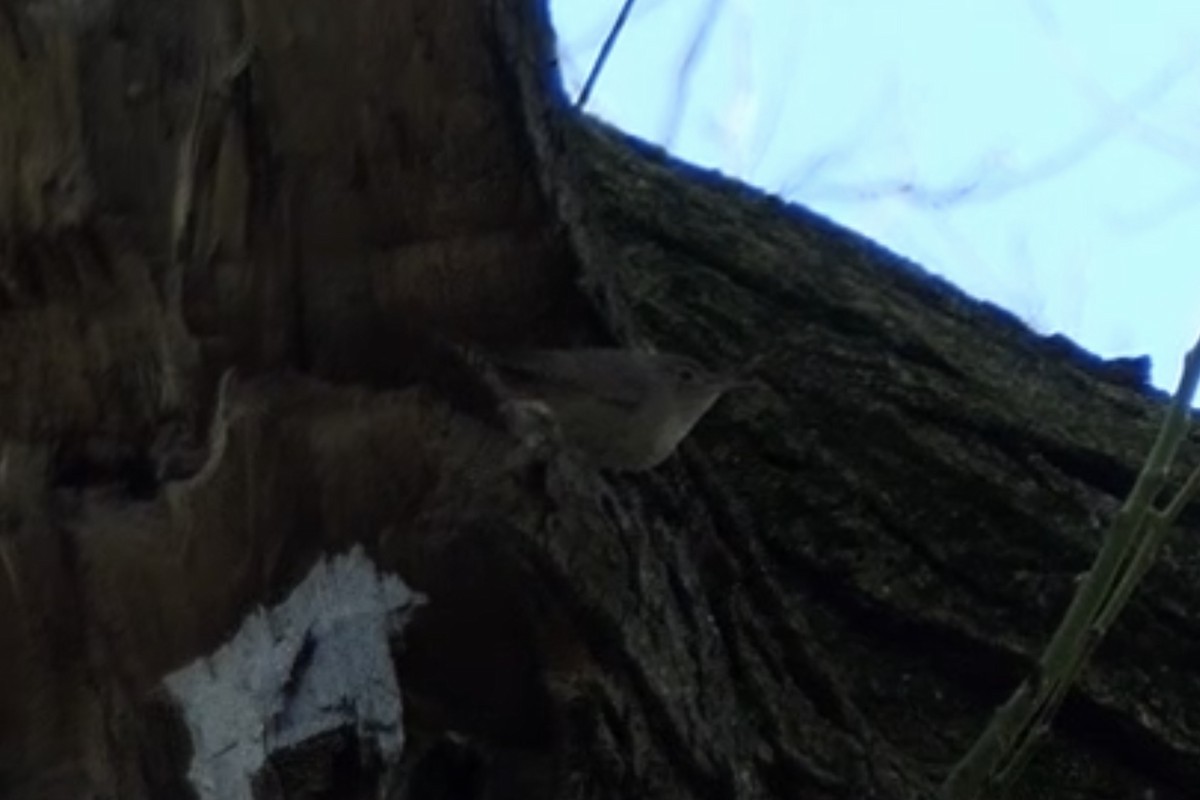 Northern House Wren - ML230803781