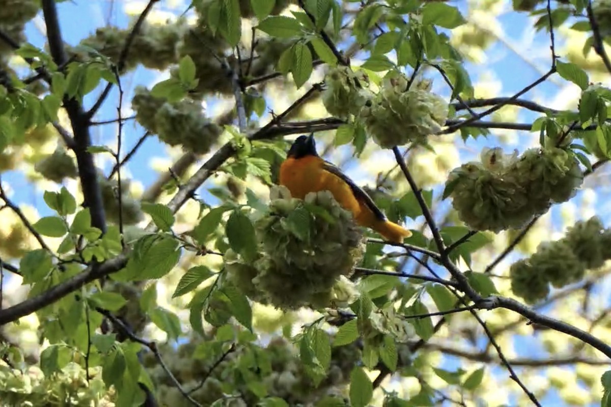 Oriole de Baltimore - ML230804181