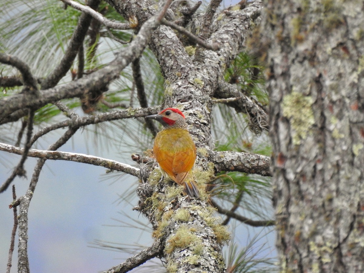 Golden-olive Woodpecker - ML230804291