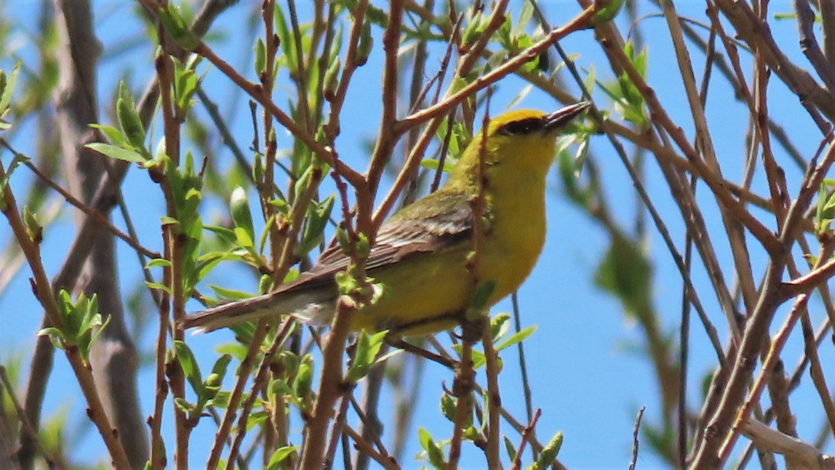 Blue-winged Warbler - ML230805221