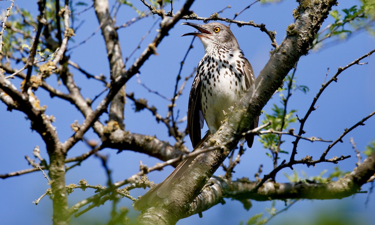 Тремблер рудий - ML230806291