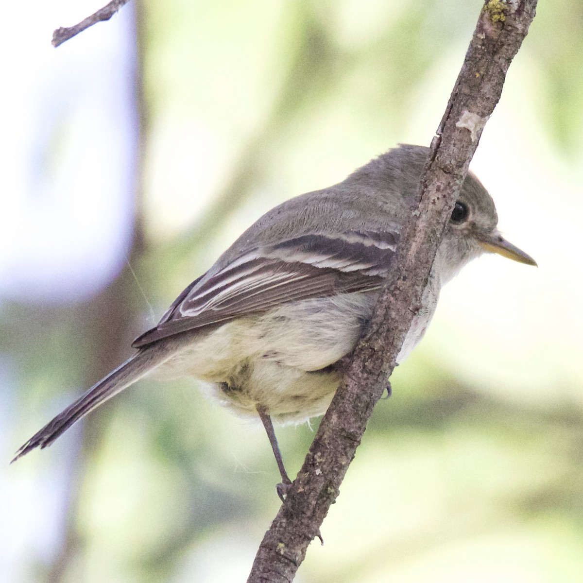 Gray Flycatcher - Charlotte Allen