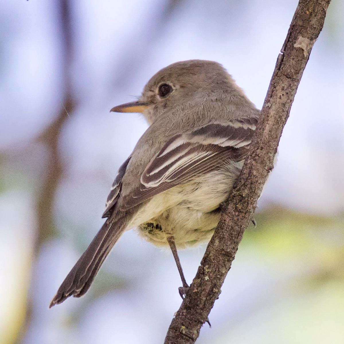 Gray Flycatcher - ML230811191