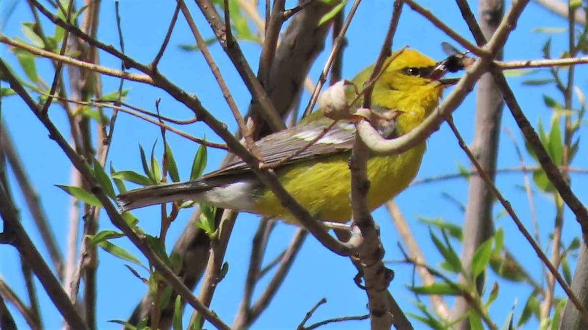 Blue-winged Warbler - ML230811761