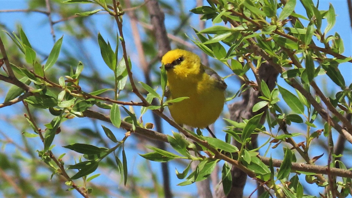 Blue-winged Warbler - ML230811821