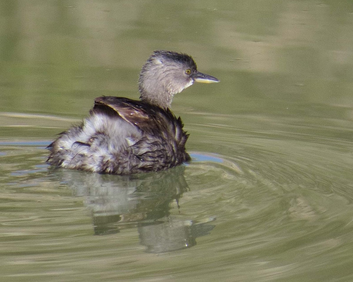 Least Grebe - ML23081191