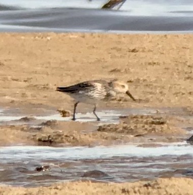 Western Sandpiper - ML230811991