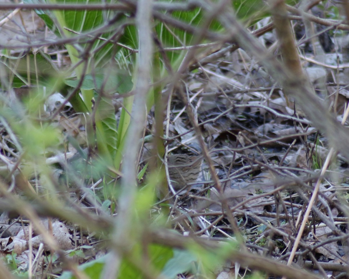 Lincoln's Sparrow - ML230813651