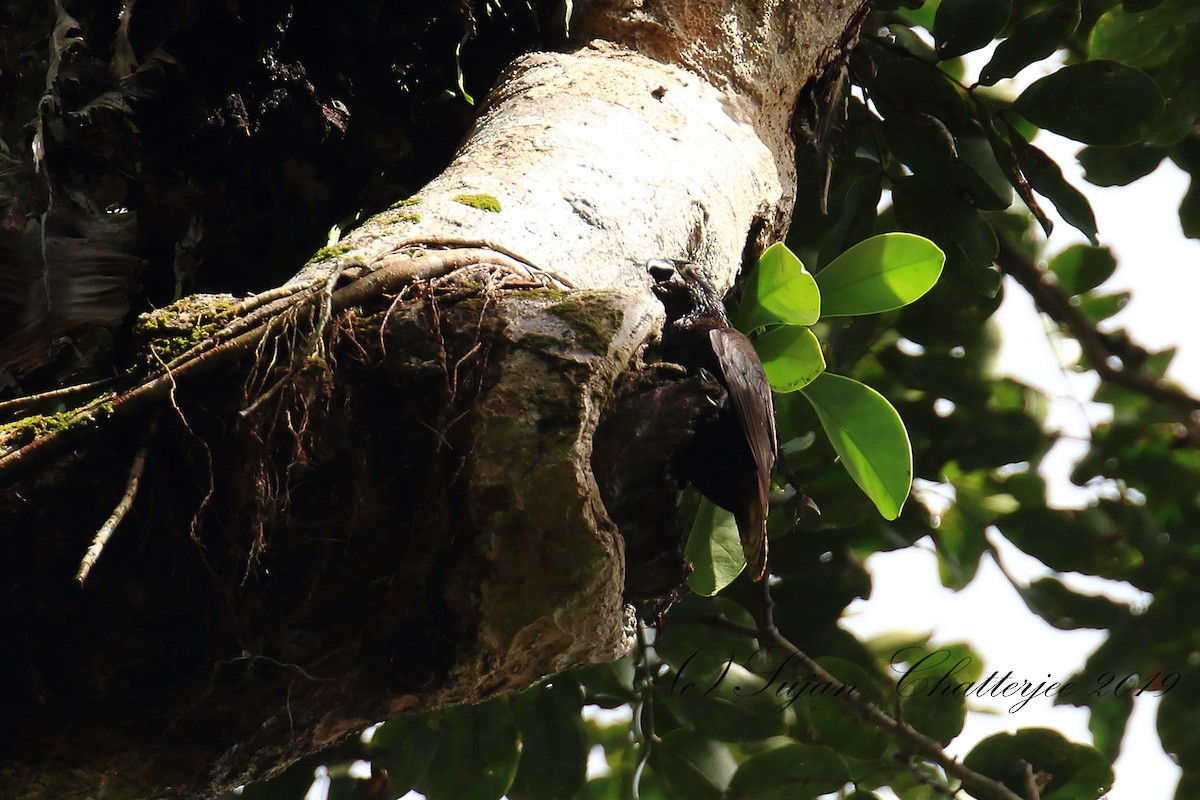 Black Lory - Sujan Chatterjee