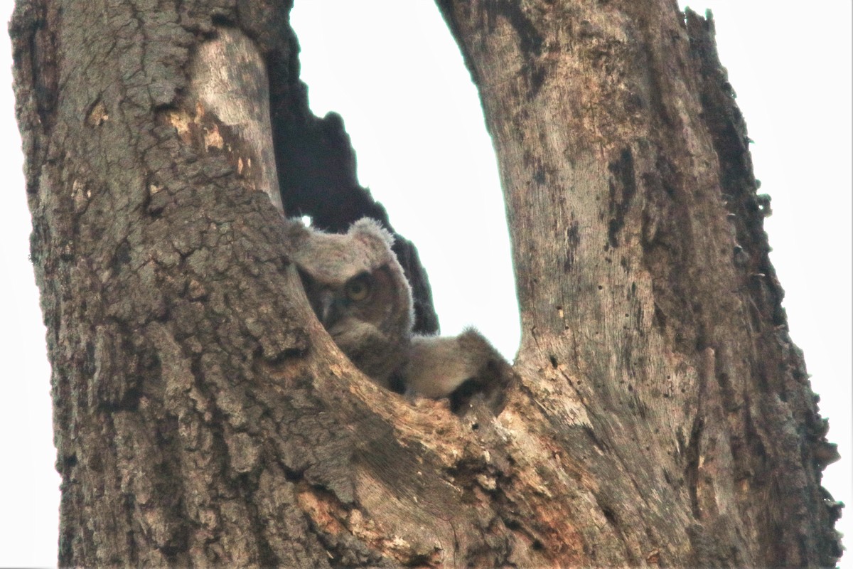 Virginiauhu - ML230814451