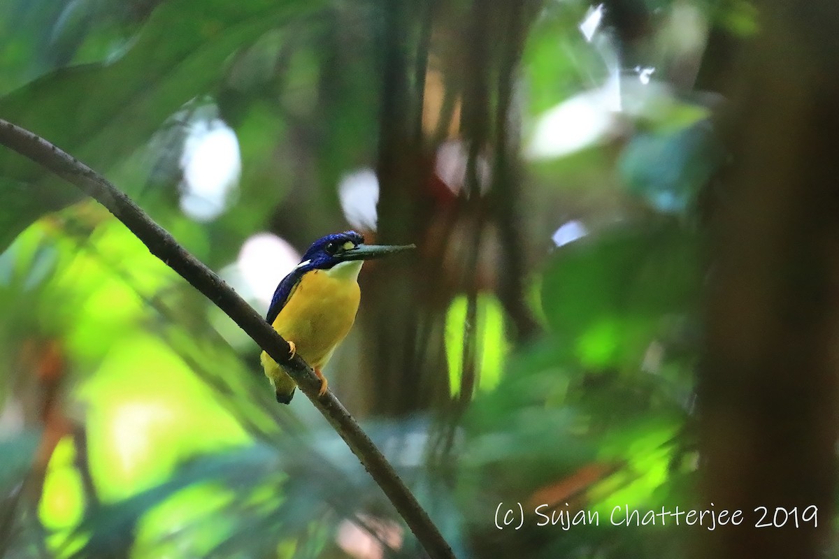 Papuan Dwarf-Kingfisher - Sujan Chatterjee