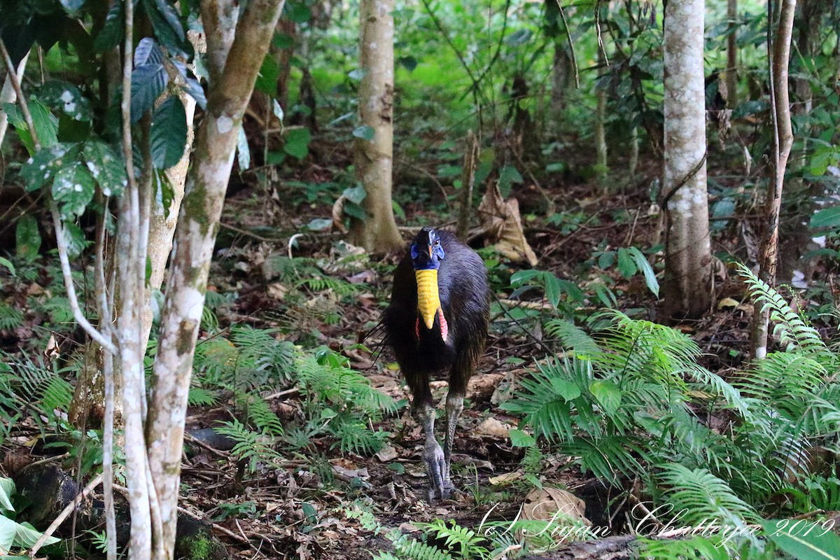 Northern Cassowary - Sujan Chatterjee