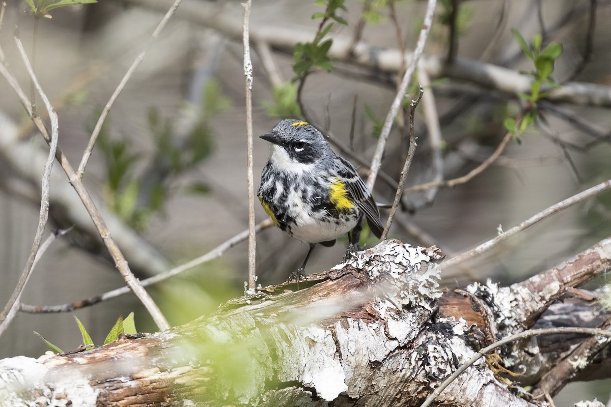 Yellow-rumped Warbler (Myrtle) - ML230819381