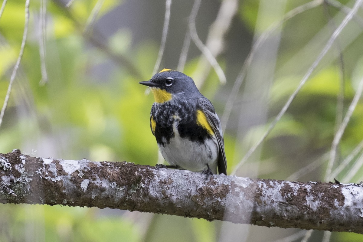Yellow-rumped Warbler (Audubon's) - ML230819421