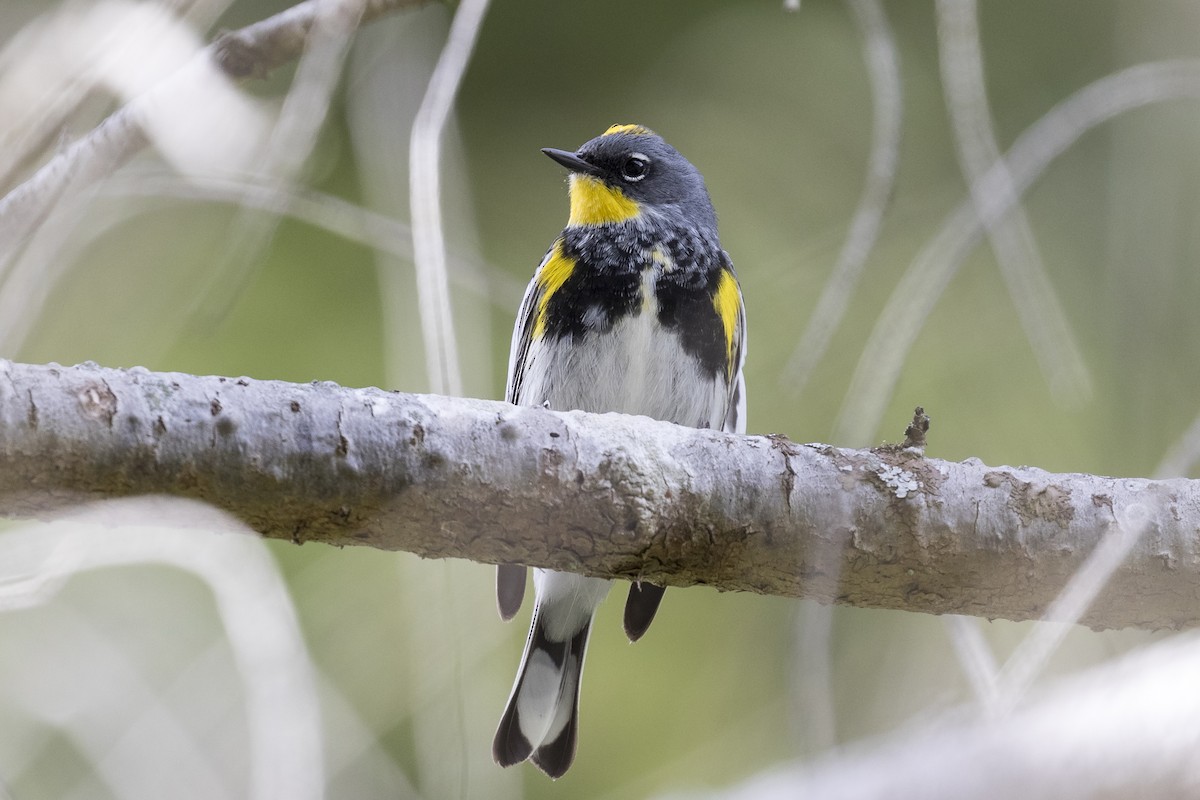Yellow-rumped Warbler (Audubon's) - ML230819451