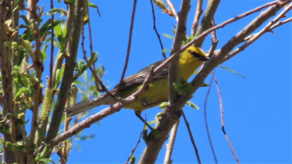 Blue-winged Warbler - ML230820131