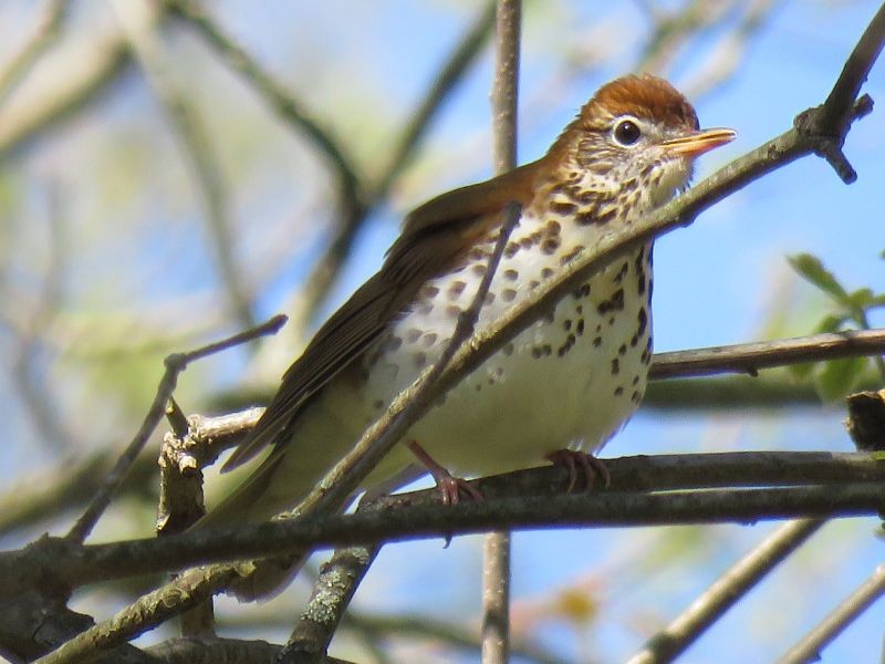 Wood Thrush - ML230821231