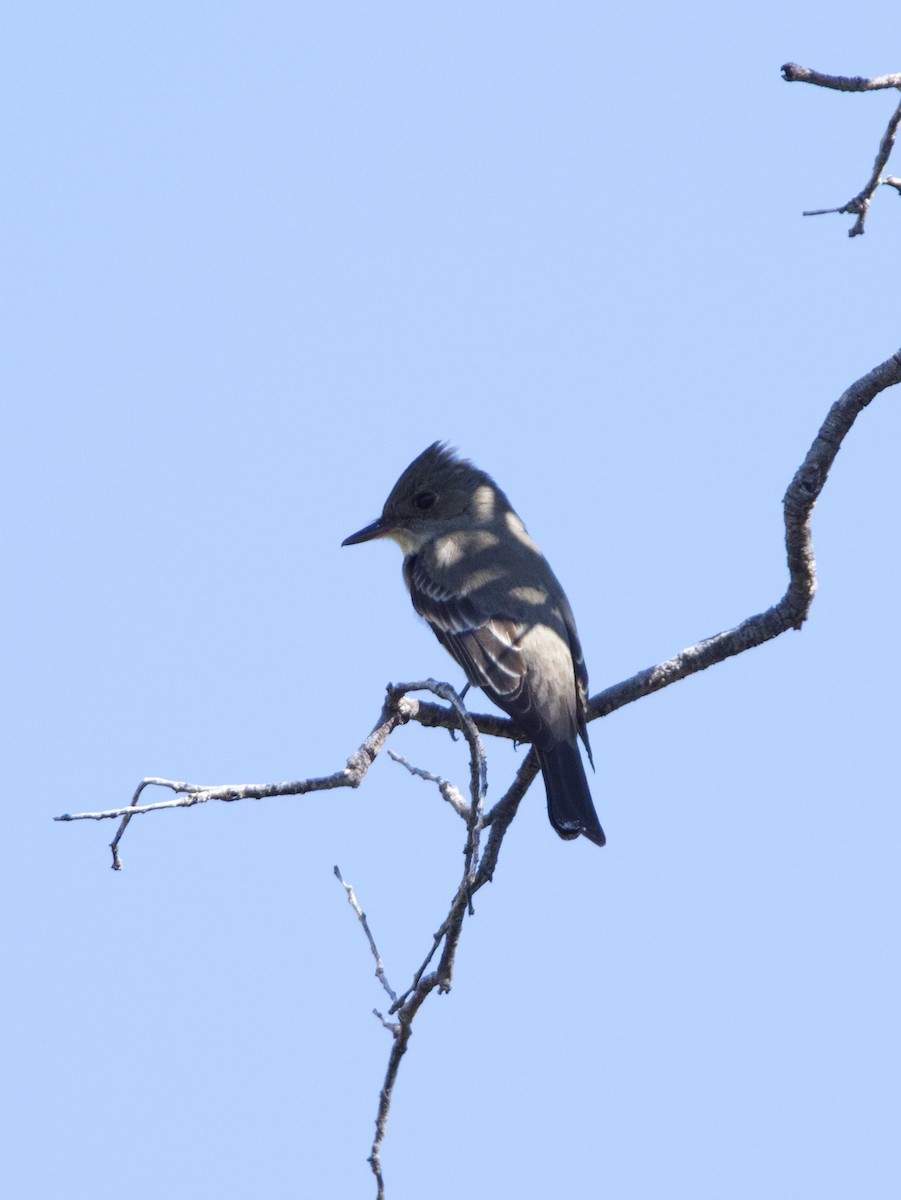 Greater Pewee - ML230822271
