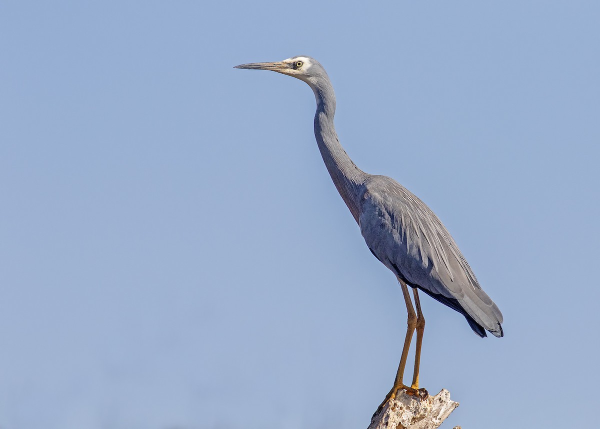 White-faced Heron - ML230824701